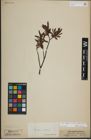 Foto von Salix lapponum L.